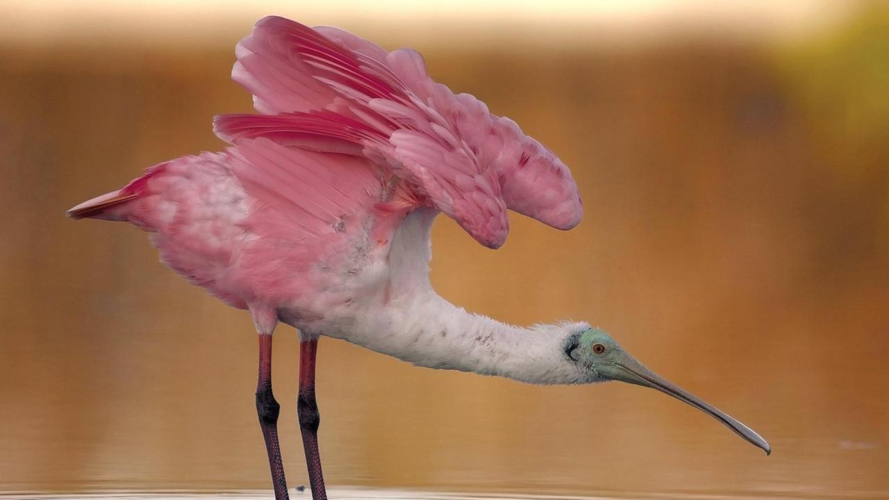 Pink Loeffler, Pink Loeffler, Pink Loeffler (Ajaia ajaia, Ajaia ajaja, Platalea ajaja), foraging in shallow water, USA, Florida.