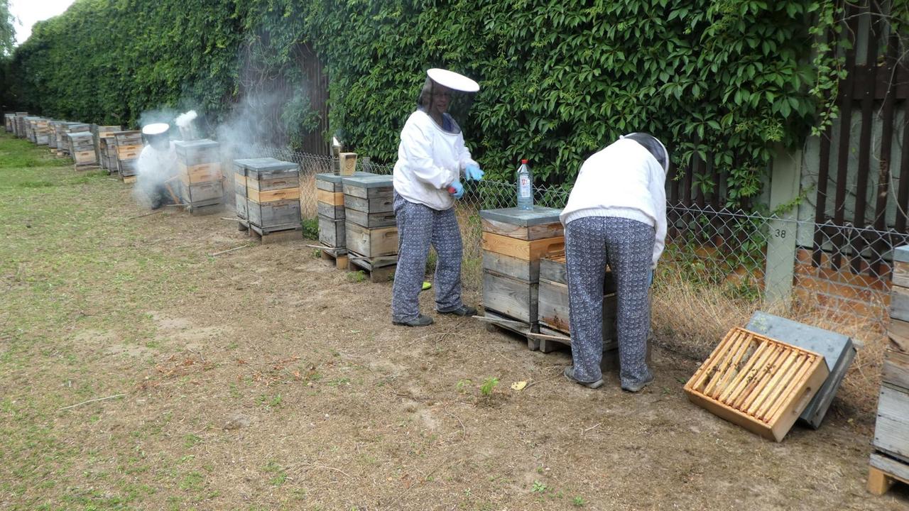 Zwei Imker vor einer langen Reihe von Bienenstöcken auf einem freien Feld Zwei Imker vor einer langen Reihe von Bienenstöcken auf einem freien Feld