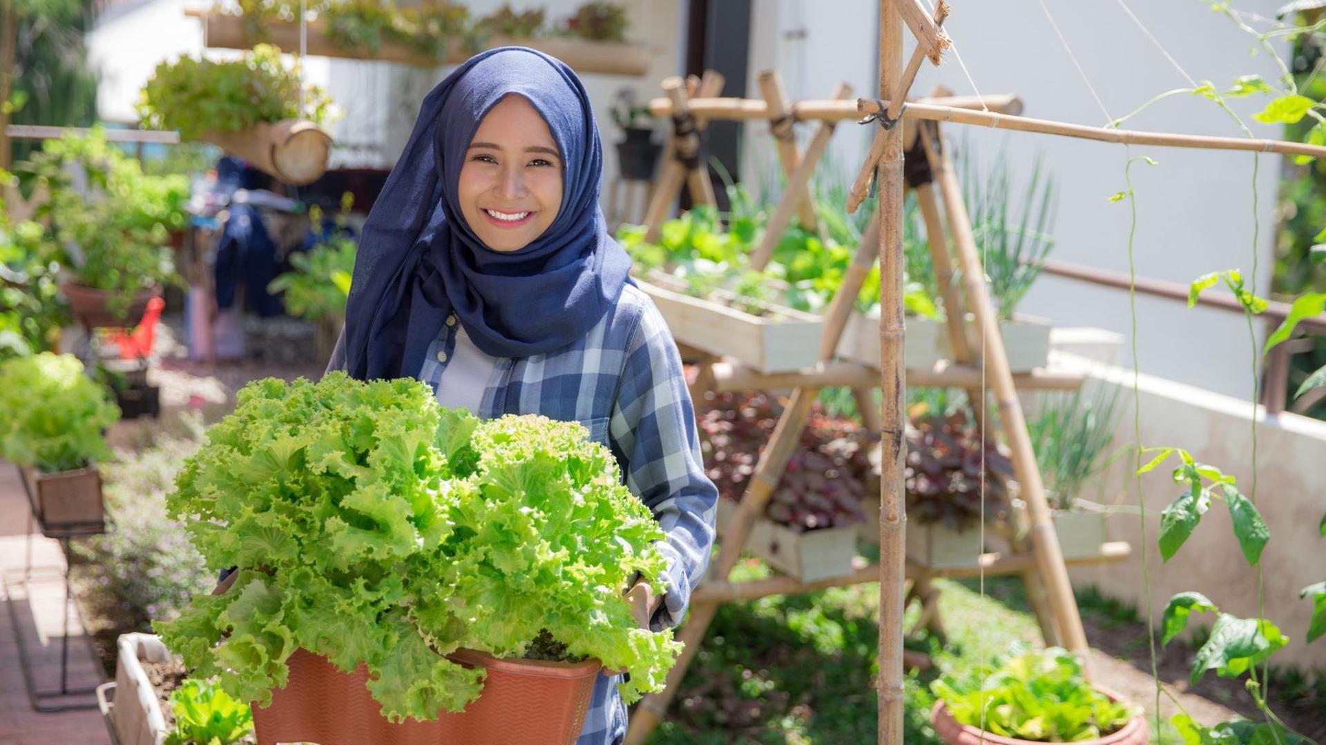 Eine junge Muslima hält eine Salatpflanze in die Kamera, im Hintergrund ein Stadtgarten Eine junge Muslima hält eine Salatpflanze in die Kamera, im Hintergrund ein Stadtgarten