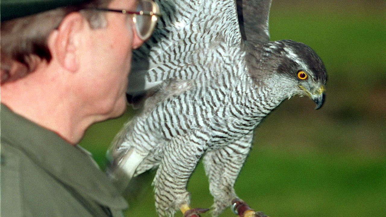 Ein Falkner mit einem Habicht bei der Beizjagd Ein Falkner mit einem Habicht bei der Beizjagd
