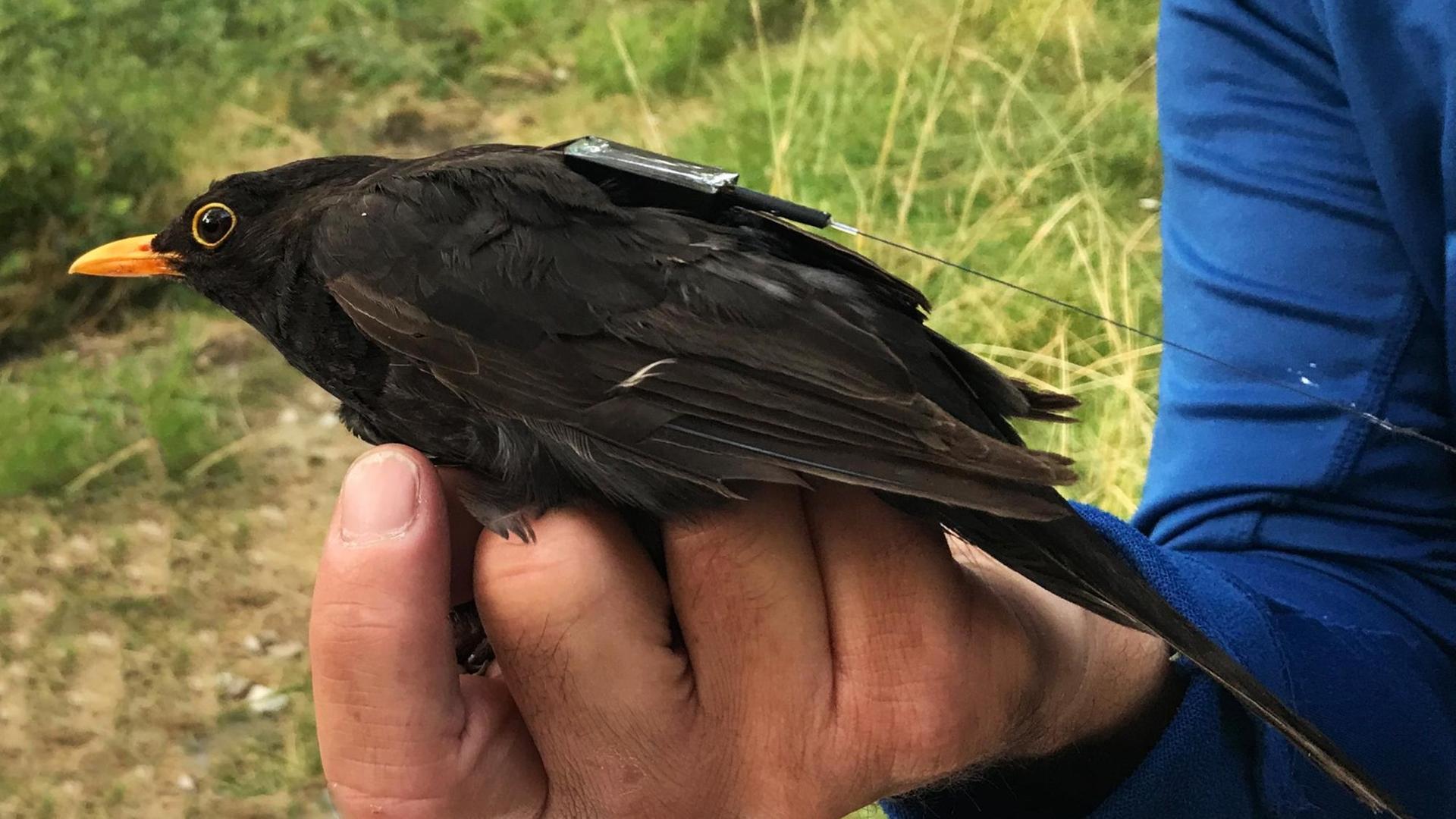 Eine Amsel trägt einen der neuen, unter 5 g schweren ICARUS-Sender, die zukünftig über die ISS wertvolle Daten der Tiere in ihrer Umwelt an die Wissenschaftler übertragen. Eine Amsel trägt einen der neuen, unter 5 g schweren ICARUS-Sender, die zukünftig über die ISS wertvolle Daten der Tiere in ihrer Umwelt an die Wissenschaftler übertragen.
