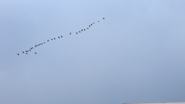 Vögel fliegen am 22.09.2014 über dem Handelszentrum des Versandhändler Amazon in Graben (Bayern).