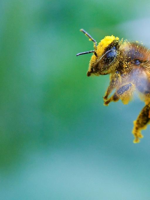 Biene im Anflug auf eine Sonnenblume
