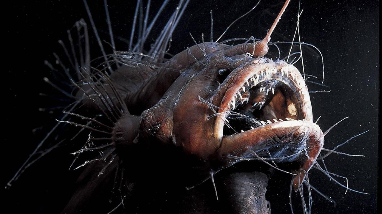 Ein weiblicher Tiefseeanglerfisch wurde 700 bis 3000 Meter in der Tiefe des atlanischen Ozeans entdeckt. Ein weiblicher Tiefseeanglerfisch wurde 700 bis 3000 Meter in der Tiefe des atlanischen Ozeans entdeckt.