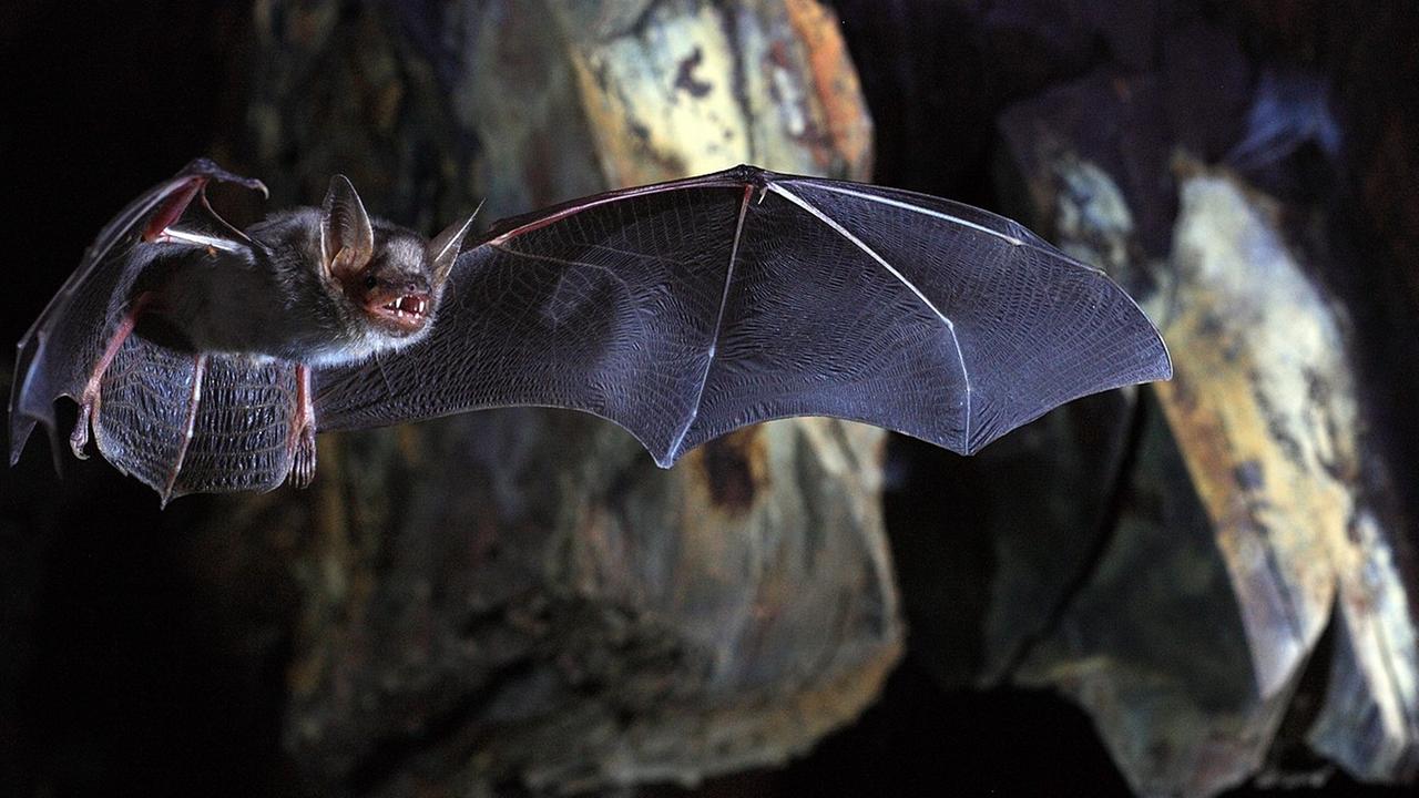 Eine Fledermaus im Flug. Eine Fledermaus im Flug.