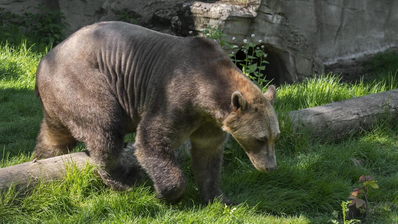 Pizzly Nanulak im Zoo Osnabrück Pizzly Nanulak im Zoo Osnabrück