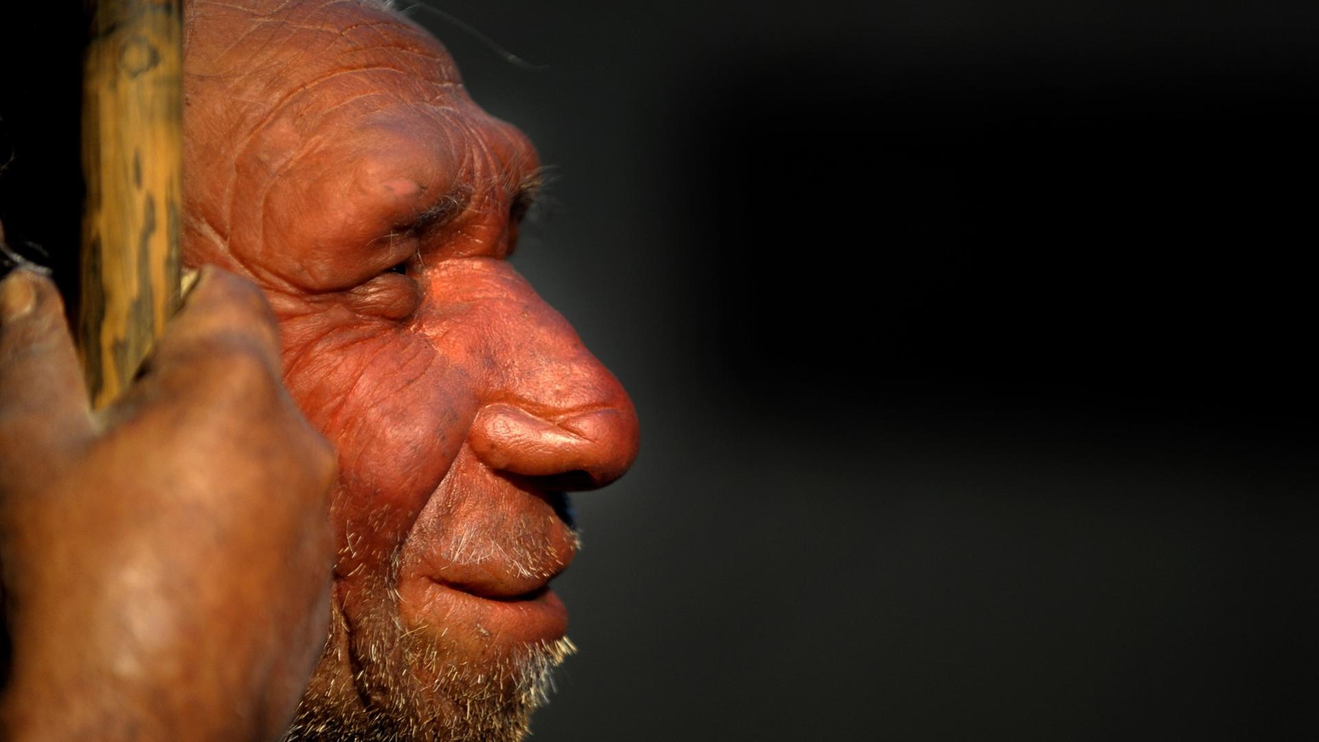 Die Nachbildung eines älteren Neandertalers im Neandertal-Museum in Mettmann.