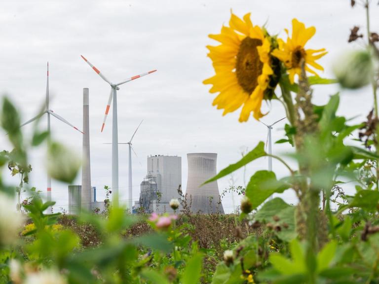 Sonnenblumen blühen im Landkreis Peine. Im Hintergrund sind Windkrafträder und das Kohlekraftwerk Mehrum zu sehen.