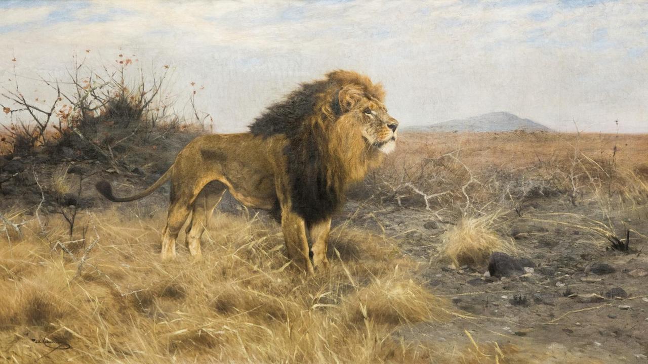 Löwe in einer Steppe Löwe in einer Steppe