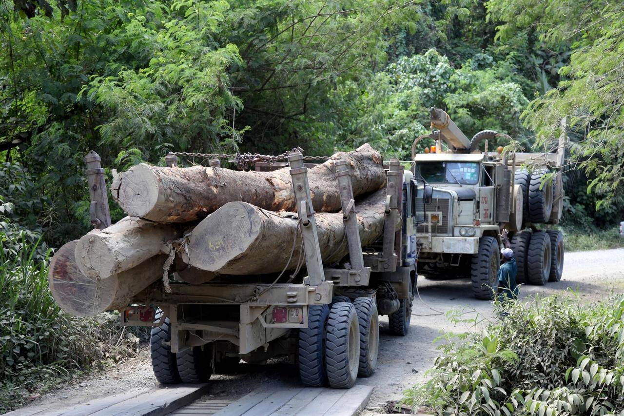 Ein LKW im Wald hat riesige Stämme aufgeladen. Ein LKW im Wald hat riesige Stämme aufgeladen.