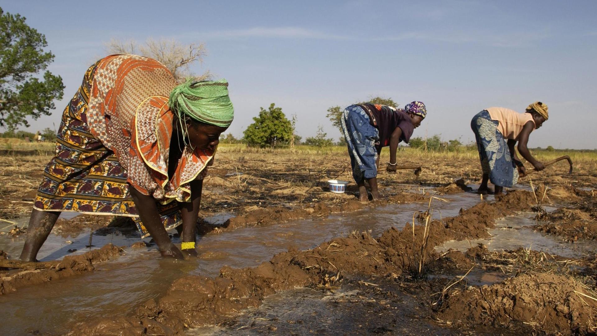 Frauen legen einen Graben an und bewässern auf deise Art und Weise ein Feld bei Kongussi (Burkina Faso, undatierte Aufnahme). Frauen legen einen Graben an und bewässern auf deise Art und Weise ein Feld bei Kongussi (Burkina Faso, undatierte Aufnahme).
