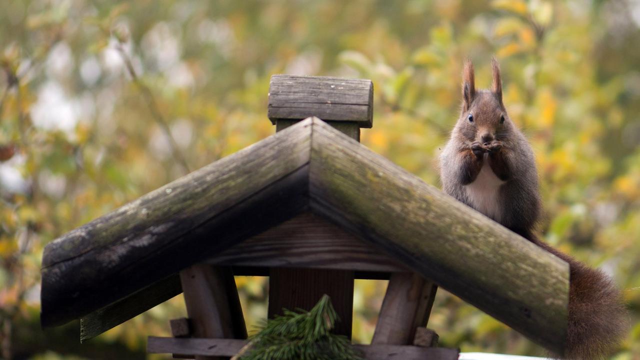 Ein Eichhörnchen hockt am 23.10.2012 in einem Garten nahe Zella-Mehlis (Kreis Schmalkalden-Meiningen) auf dem Dach eines hölzernen Vogelhauses und frisst Sonnenblumenkerne. Ein Eichhörnchen hockt am 23.10.2012 in einem Garten nahe Zella-Mehlis (Kreis Schmalkalden-Meiningen) auf dem Dach eines hölzernen Vogelhauses und frisst Sonnenblumenkerne.