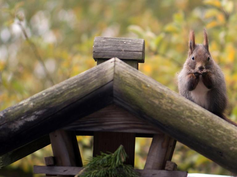 Ein Eichhörnchen hockt am 23.10.2012 in einem Garten nahe Zella-Mehlis (Kreis Schmalkalden-Meiningen) auf dem Dach eines hölzernen Vogelhauses und frisst Sonnenblumenkerne.