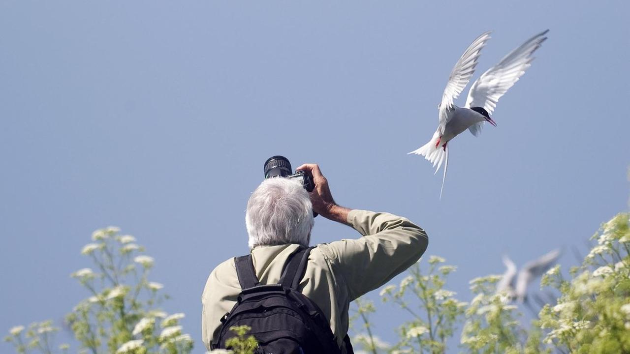 Vogelfotograf fotografiert Küstenseeschwalben, Grossbritannien, England, Northumberland Vogelfotograf fotografiert Küstenseeschwalben, Grossbritannien, England, Northumberland