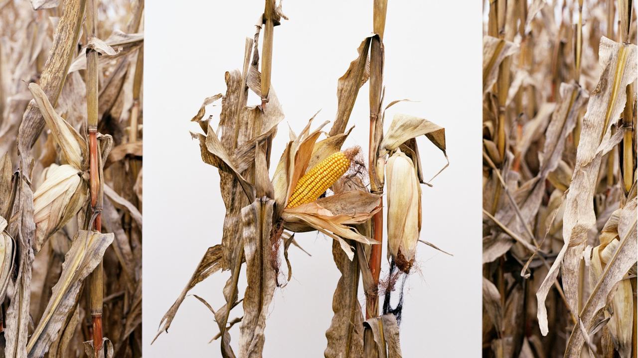 Genmanipulierter Mais des Konzerns Monsanto Genmanipulierter Mais des Konzerns Monsanto