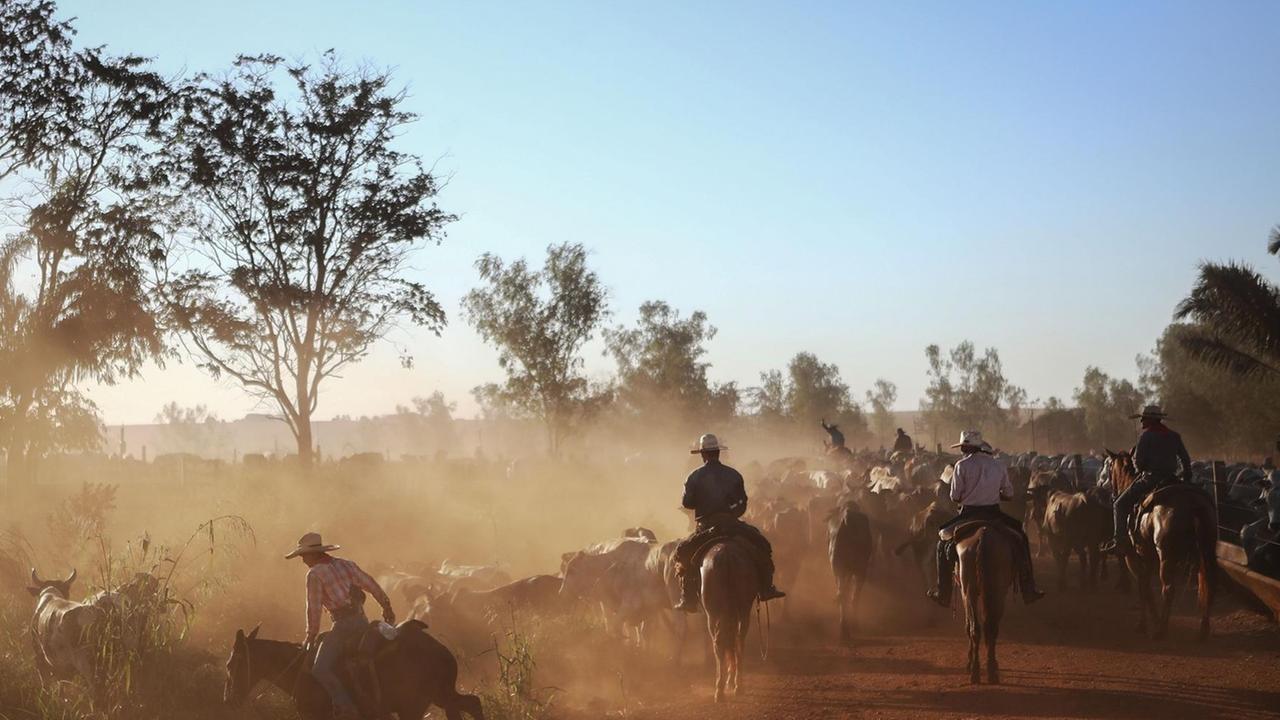 Eine Rinderherde mit Cowboys im Staub in Brasilien. Eine Rinderherde mit Cowboys im Staub in Brasilien.