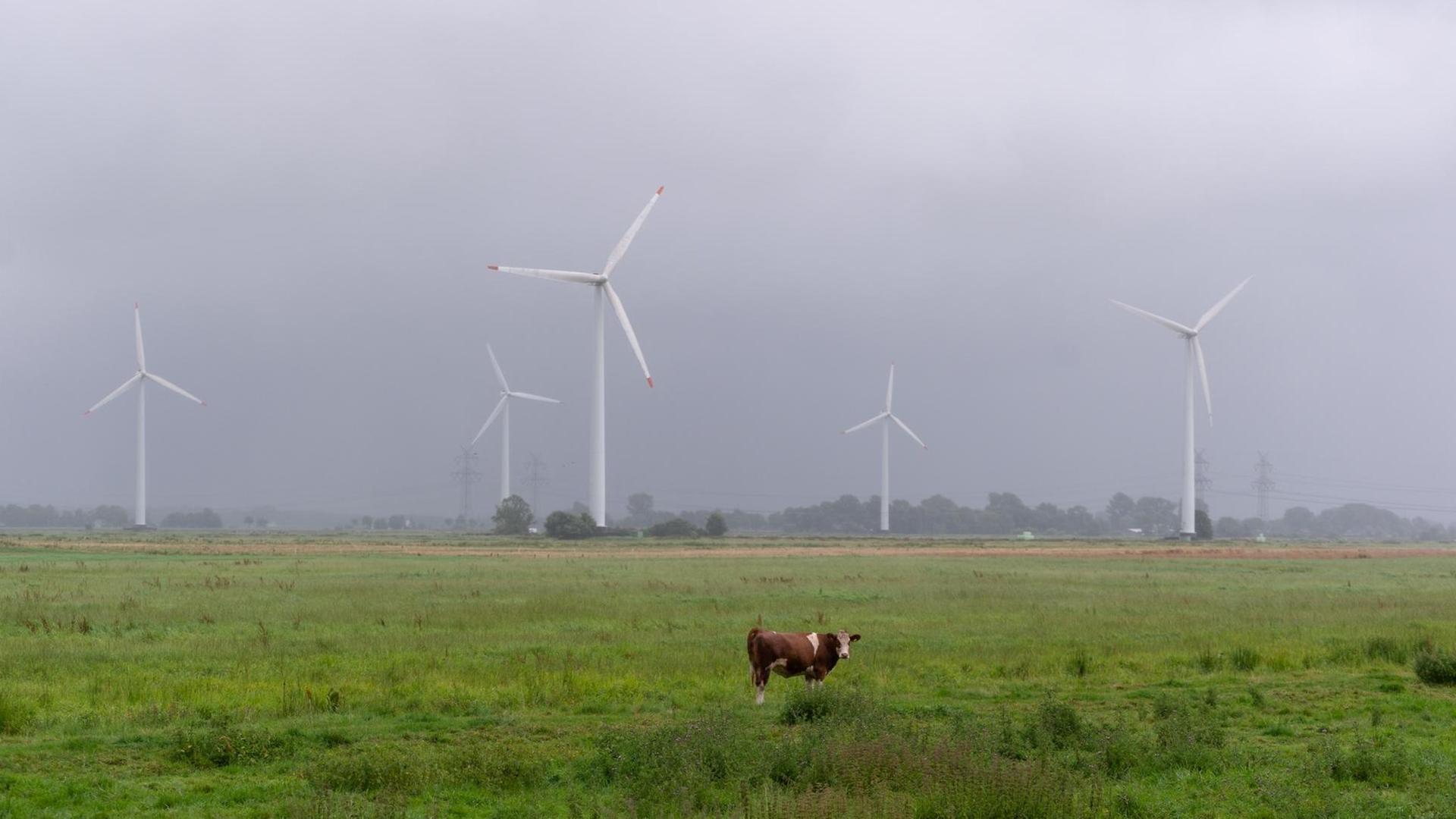 Eine Kuh steht im Regen vor Windrädern und dichten, grauen Regenwolken auf einer Wiese.