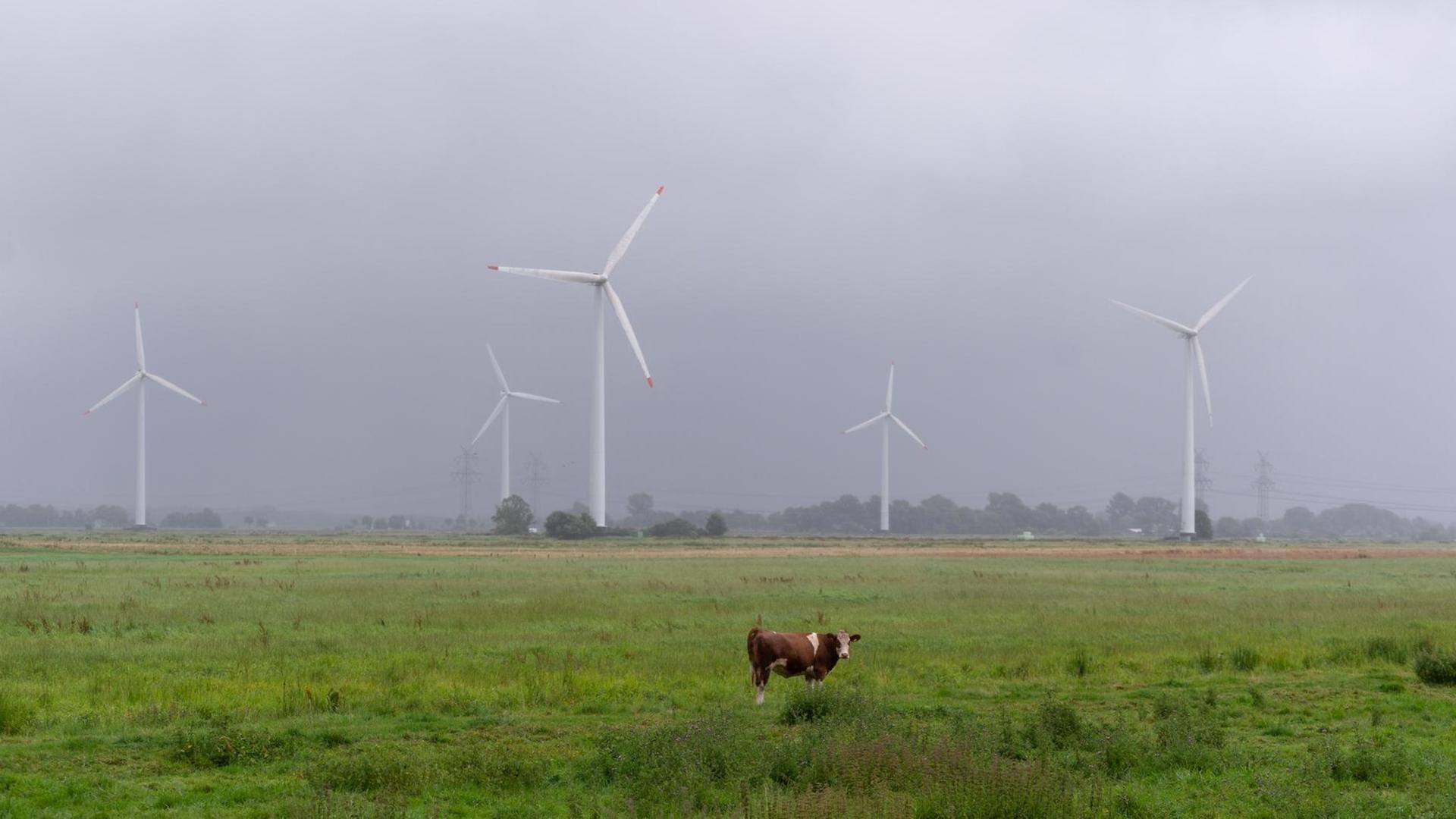 Eine Kuh steht im Regen vor Windrädern und dichten, grauen Regenwolken auf einer Wiese. Eine Kuh steht im Regen vor Windrädern und dichten, grauen Regenwolken auf einer Wiese.