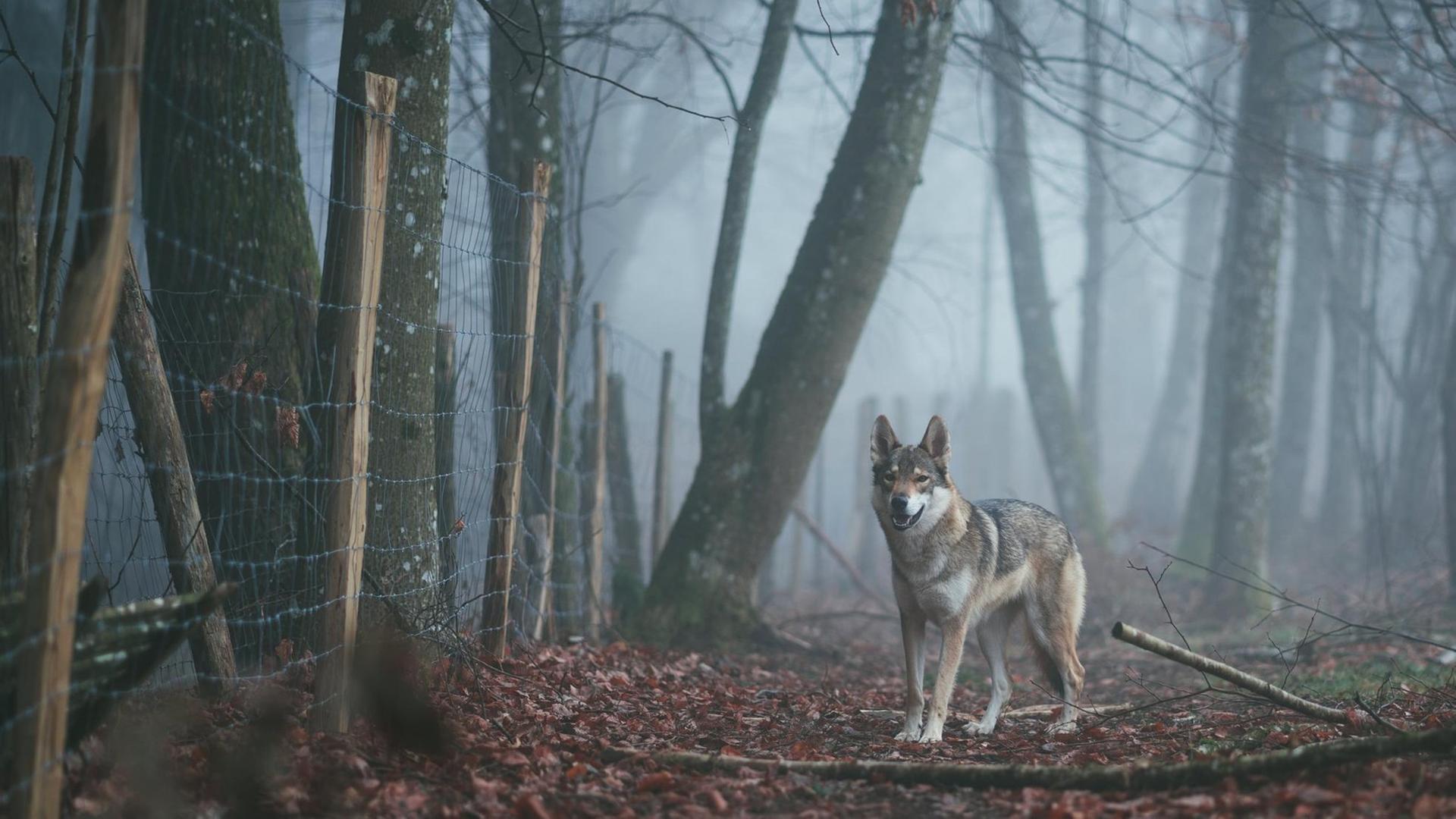 Ein Wolf steht im Morgengrauen in einem nebligen Wald vor einem Zaun. Ein Wolf steht im Morgengrauen in einem nebligen Wald vor einem Zaun.