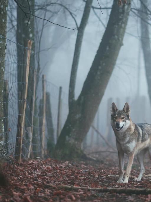Ein Wolf steht im Morgengrauen in einem nebligen Wald vor einem Zaun.