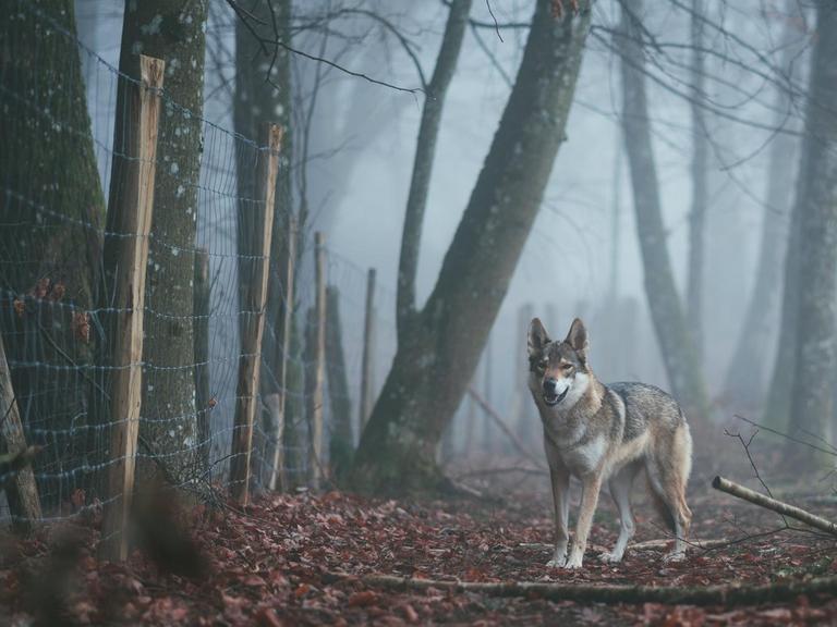 Ein Wolf steht im Morgengrauen in einem nebligen Wald vor einem Zaun.