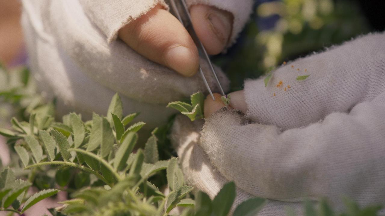 Eine Nahaufnahme zeigt zwei Hände in Halbfinger-Handschuhen, die mit einer Pinzette eine Pflanze bearbeiten.