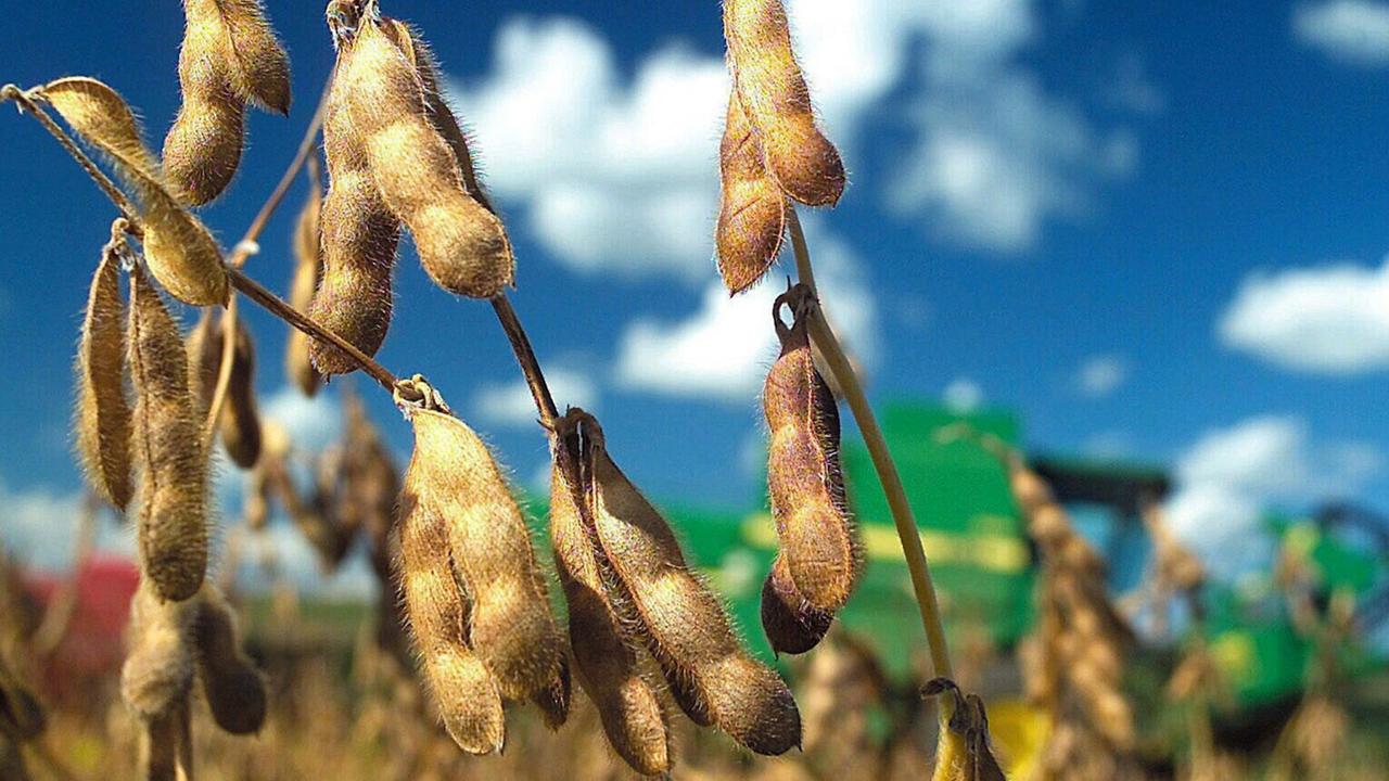 Anbau in Brasilien: Gensoja auf einem Feld Anbau in Brasilien: Gensoja auf einem Feld