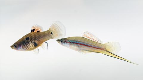 Zwei Fische