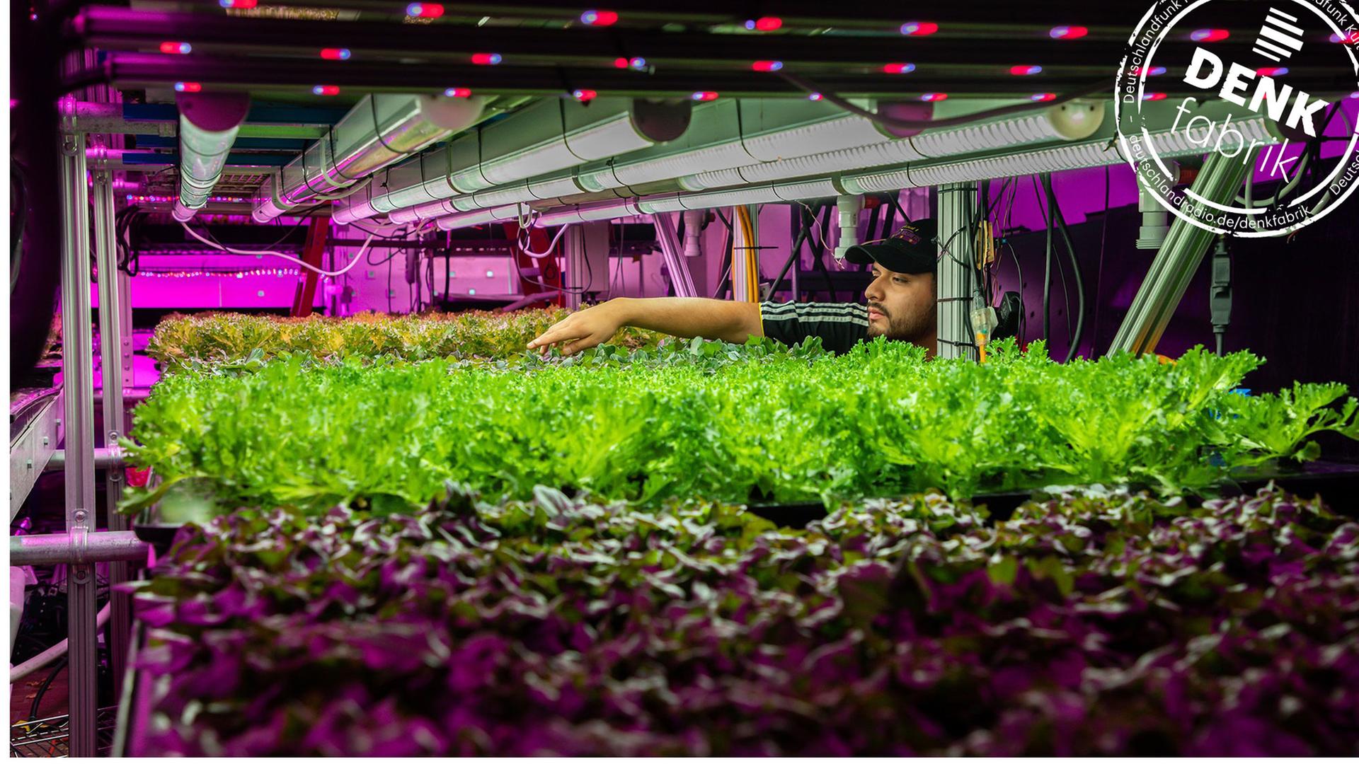 Ein Indoor Farming Projekt in Chicago. Ein Mitarbeiter untersucht Kulturen und ihren Wachstum. Ein Indoor Farming Projekt in Chicago. Ein Mitarbeiter untersucht Kulturen und ihren Wachstum.