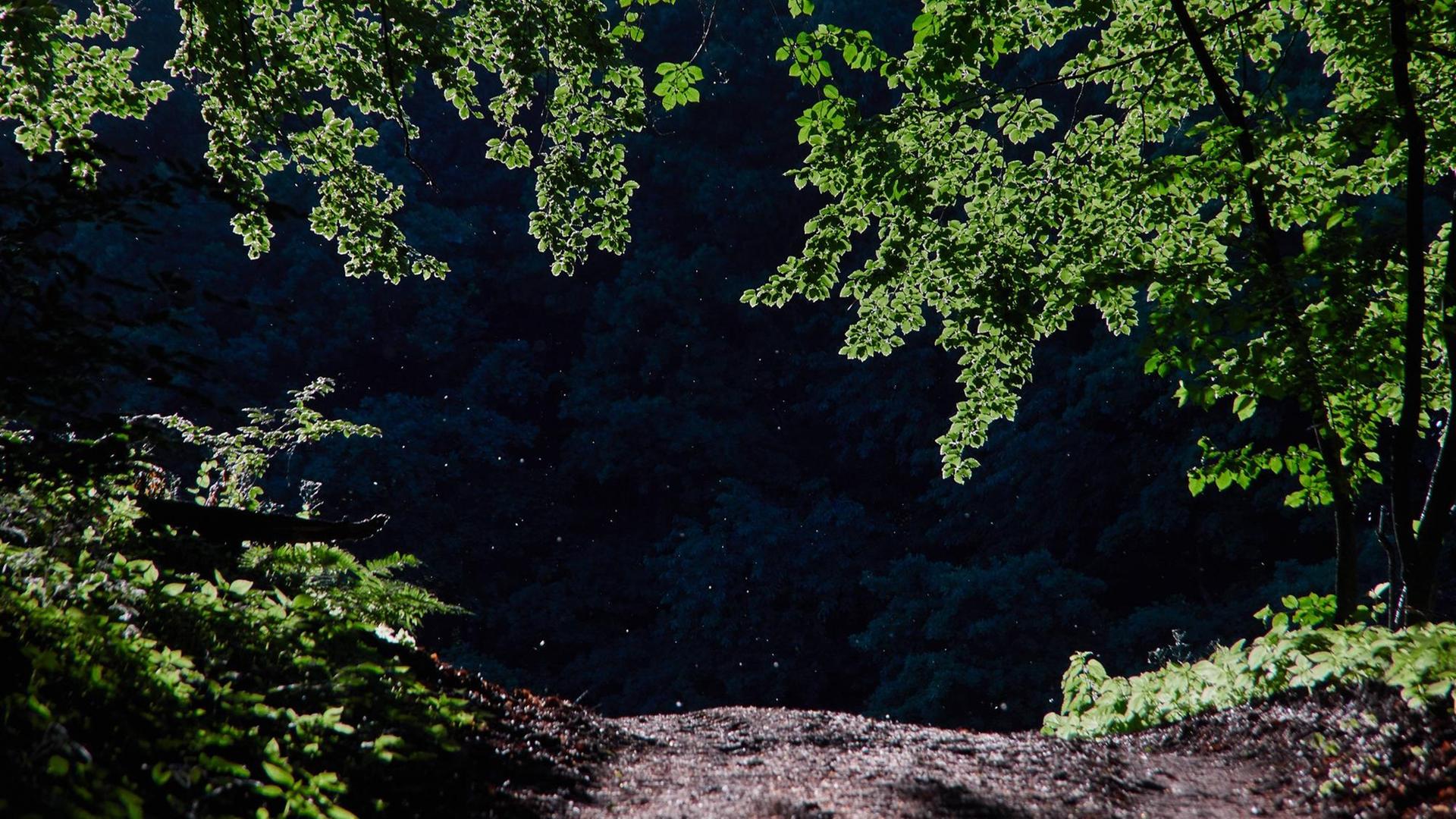Blätter eines Baums im Gegenlicht in einem Wald bei Reichelsheim im Odenwald. Blätter eines Baums im Gegenlicht in einem Wald bei Reichelsheim im Odenwald.