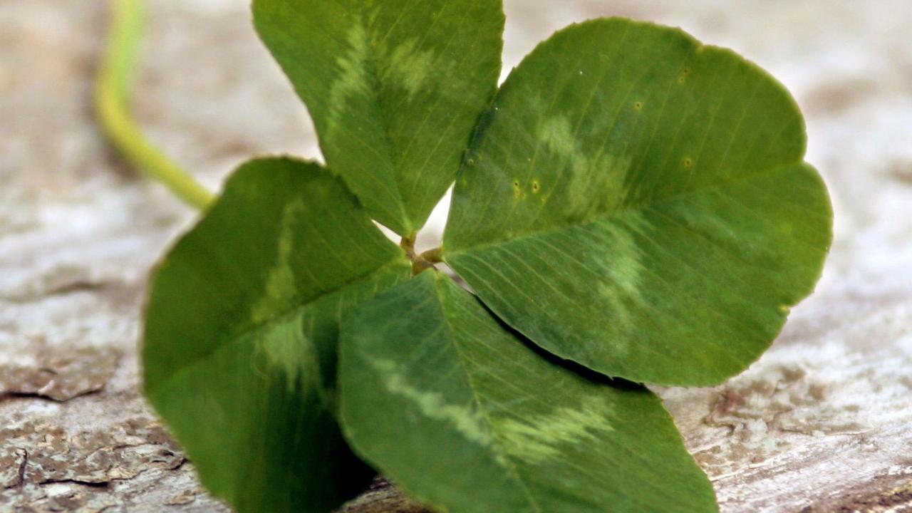 Ein vierblättriges Kleeblatt soll Glück bringen Ein vierblättriges Kleeblatt soll Glück bringen
