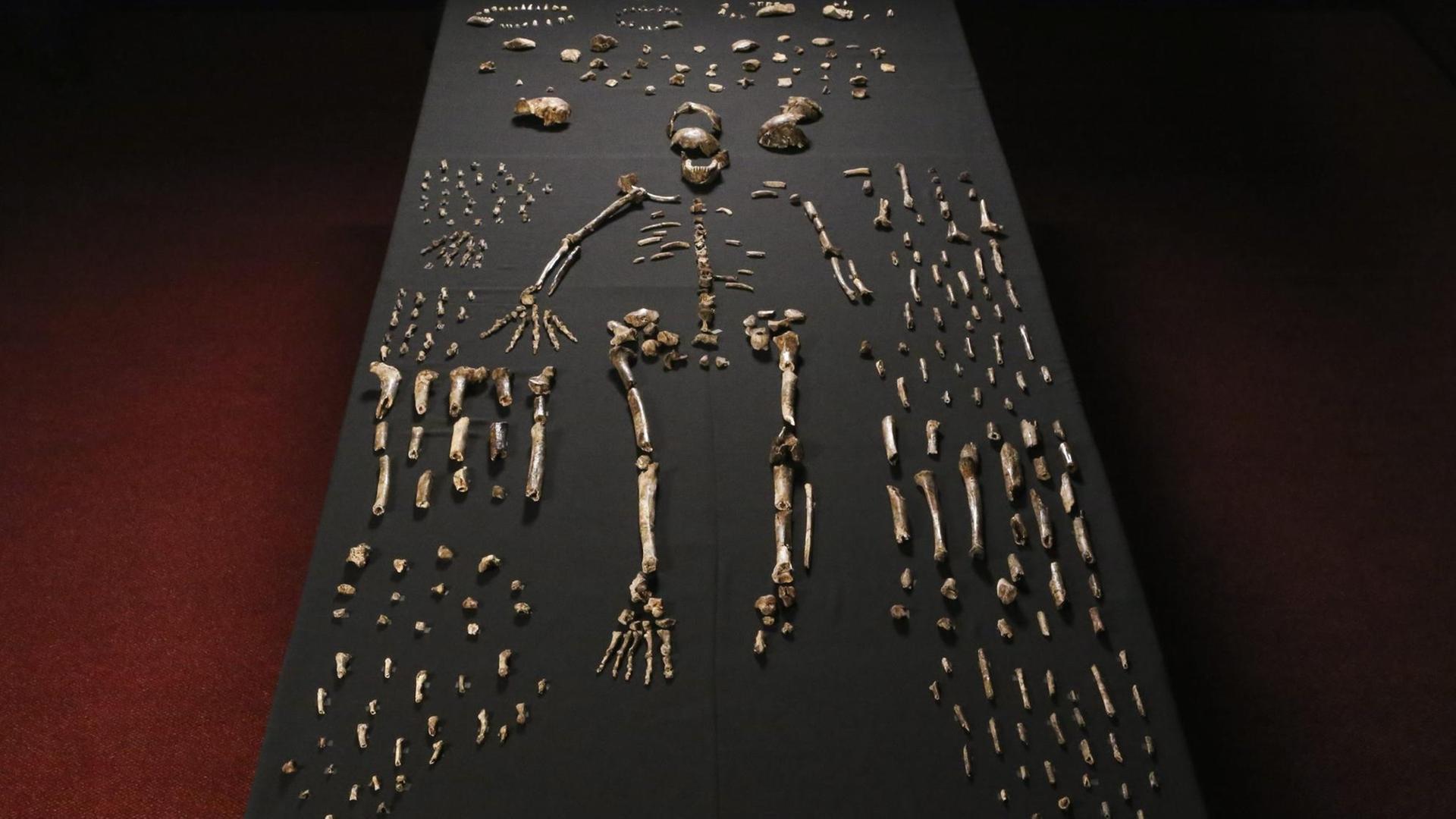 "Homo naledi": Die Knochenfunde in der Rising Star Höhle. "Homo naledi": Die Knochenfunde in der Rising Star Höhle.