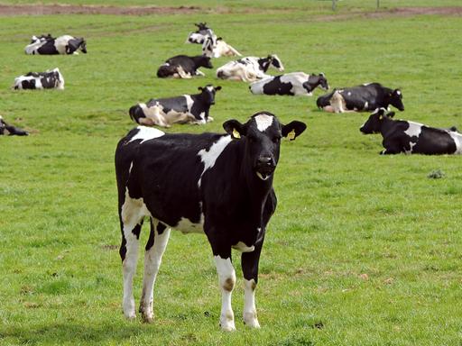 Kühe stehen auf einer Weide vor dem Emsdeich bei Ditzum, Niedersachsen