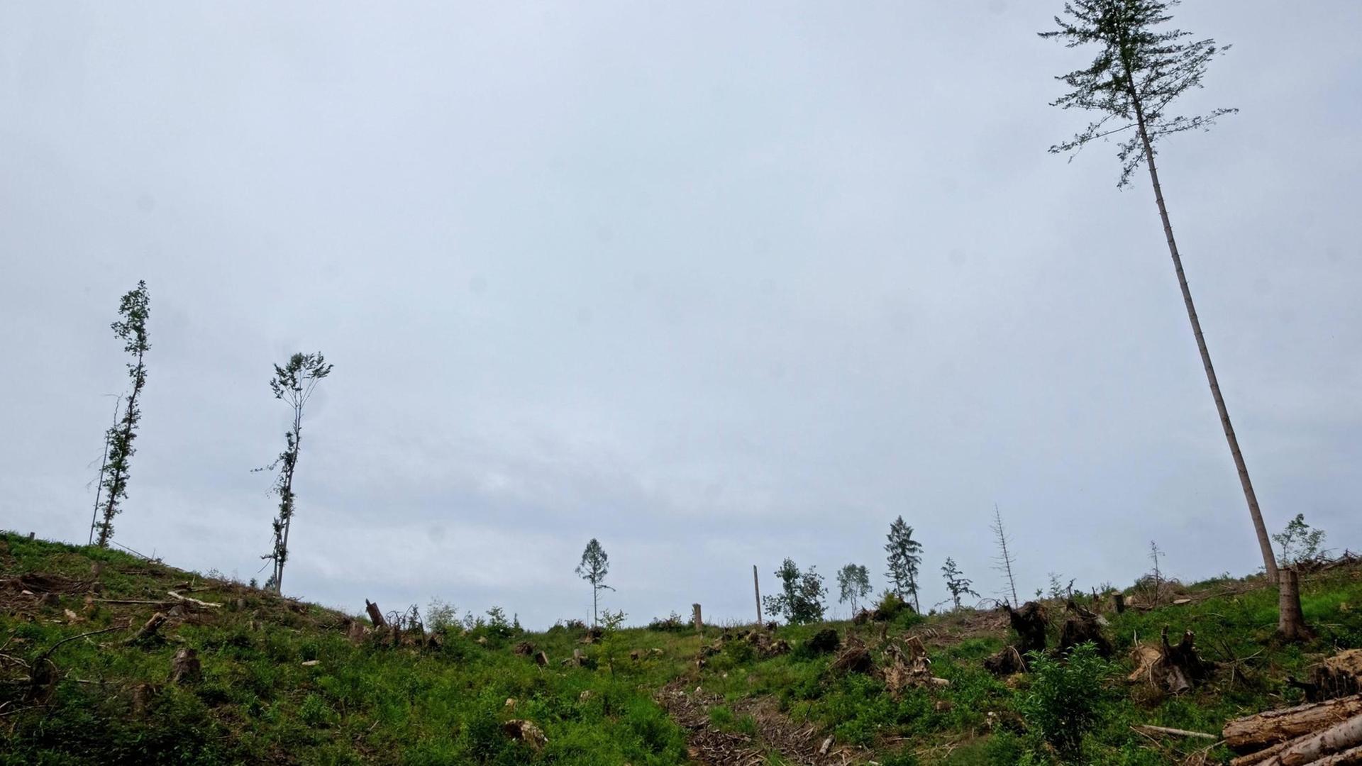 Eine Fichte steht auf einem abgeholzten Waldstück. Eine Fichte steht auf einem abgeholzten Waldstück.