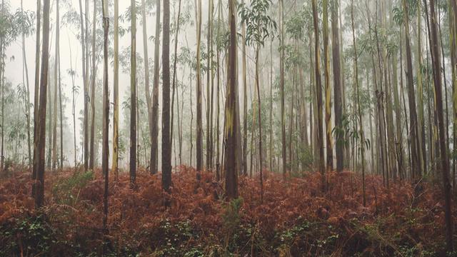 Ein Eukalyptus-Wald im Nebel in Spanien.
