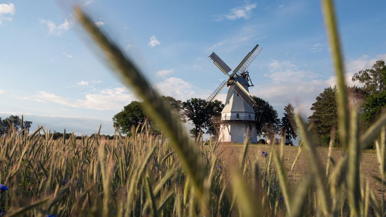 Die Sprengeler Mühle, aufgenommen am 05.06.2014 in Sprengel (Niedersachsen) hinter einem Getreidefeld Die Sprengeler Mühle, aufgenommen am 05.06.2014 in Sprengel (Niedersachsen) hinter einem Getreidefeld