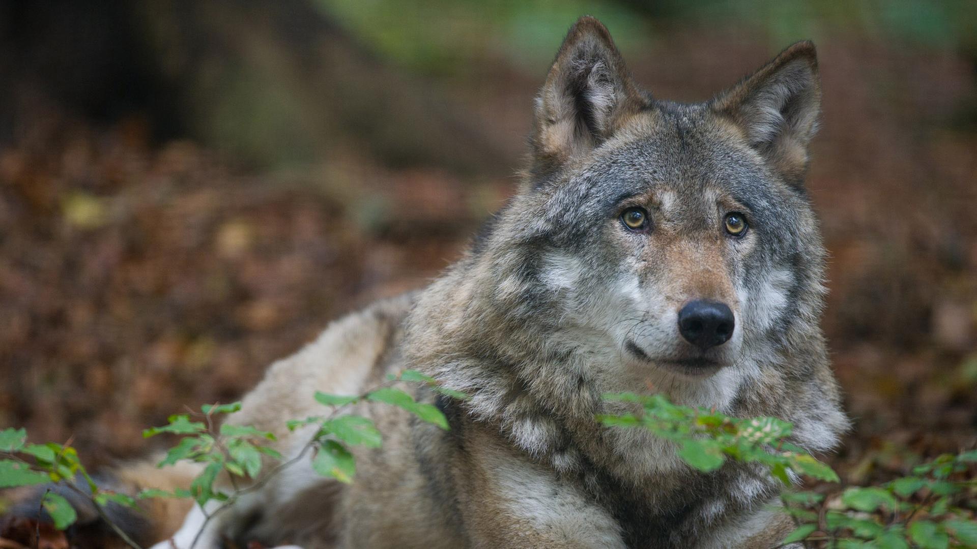 Wolf im Tierpark Kunsterspring, Oktober 2011 Wolf im Tierpark Kunsterspring, Oktober 2011