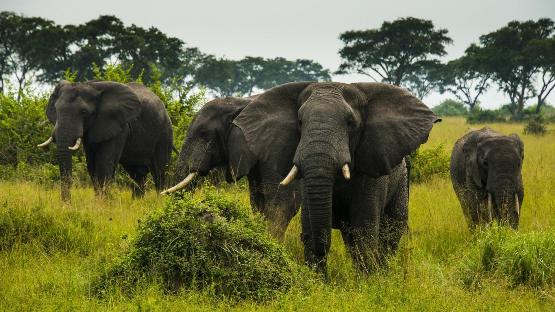 Eine Herde afrikanischer Elefanten im Queen-Elizabeth-Nationalpark in Uganda.