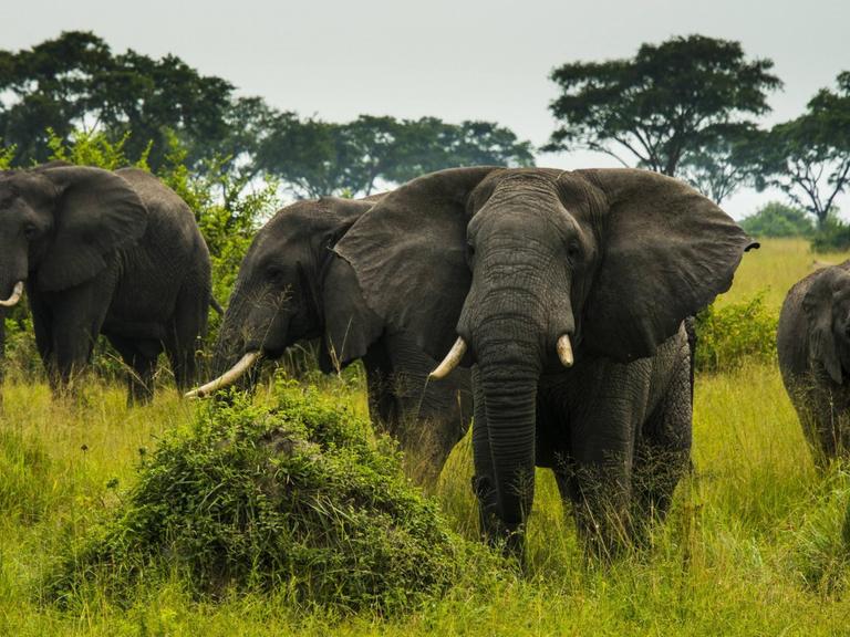 Eine Herde afrikanischer Elefanten im Queen-Elizabeth-Nationalpark in Uganda.