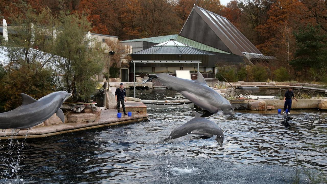 Tiergarten Nürnberg - Delphinlagune 16.11.2019: Drei Tiere springen bei der Delphinshow aus dem Wasser, im Hintergrund zwei Trainer mit blauen Plastikeimern