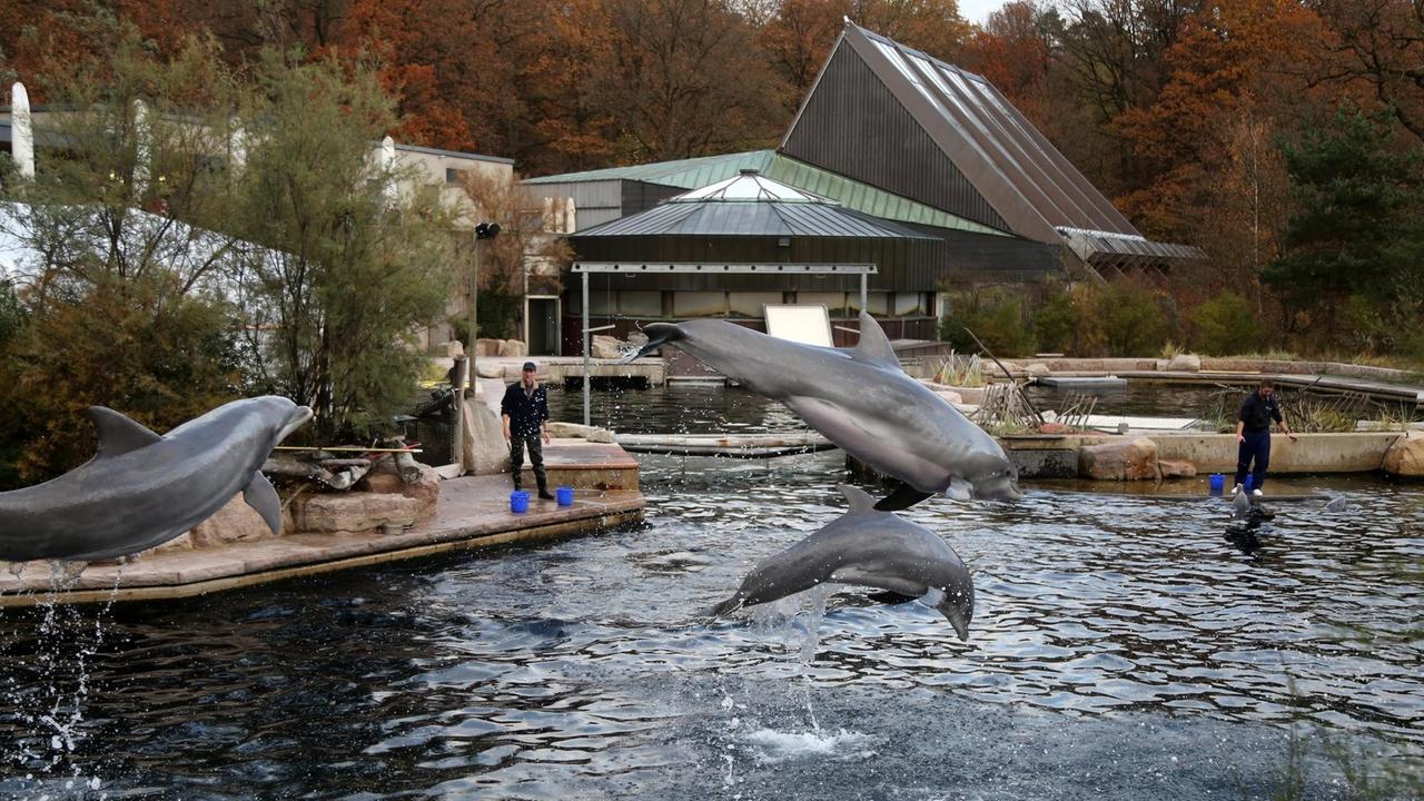 Tiergarten Nürnberg - Delphinlagune 16.11.2019: Drei Tiere springen bei der Delphinshow aus dem Wasser, im Hintergrund zwei Trainer mit blauen Plastikeimern Tiergarten Nürnberg - Delphinlagune 16.11.2019: Drei Tiere springen bei der Delphinshow aus dem Wasser, im Hintergrund zwei Trainer mit blauen Plastikeimern