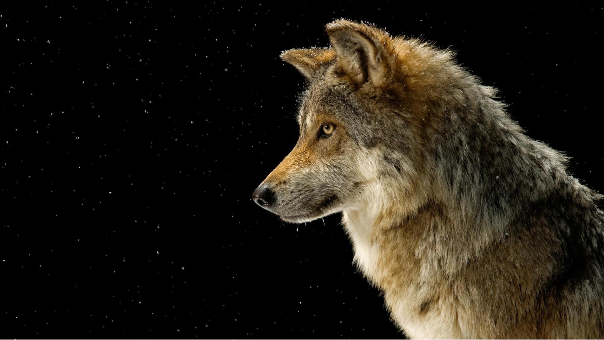 Ein Porträt von einem Wolf im Profil.