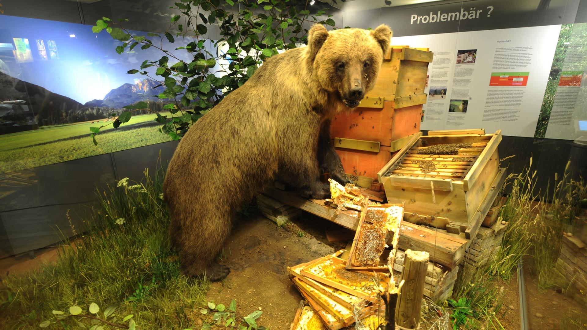 Der ausgestopfte Braunbär "Bruno" im Museum Mensch und Natur in München Der ausgestopfte Braunbär "Bruno" im Museum Mensch und Natur in München
