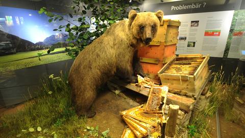 Der ausgestopfte Braunbär "Bruno" im Museum Mensch und Natur in München