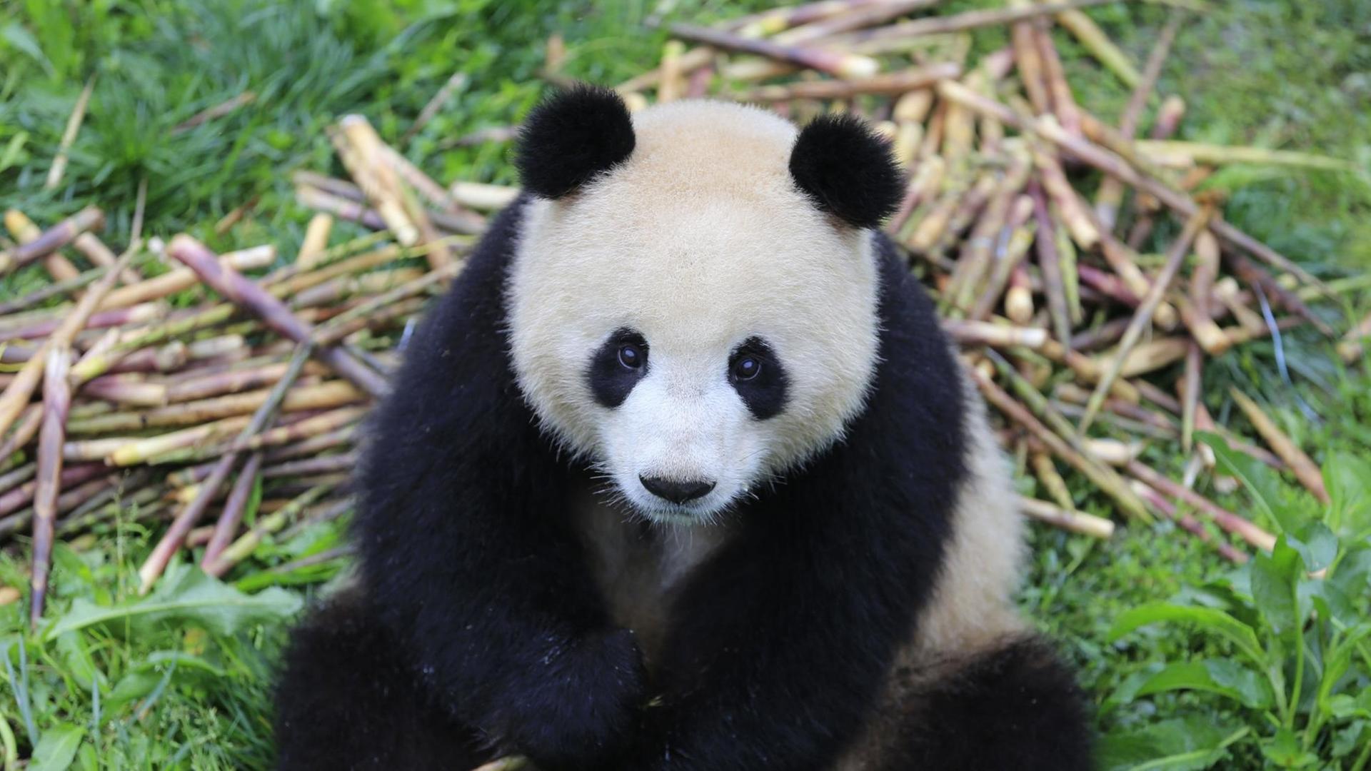 Ein Panda