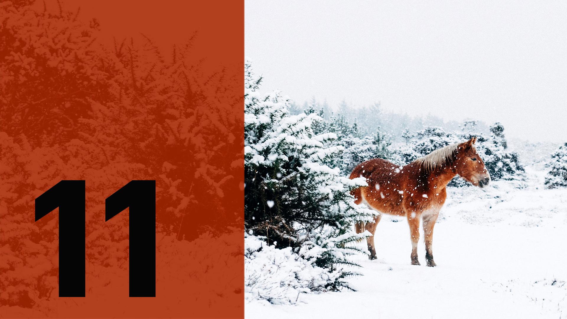 Im Hintergrund ein Pferd im Schnee, im Vordergrund die Zahl Elf. Im Hintergrund ein Pferd im Schnee, im Vordergrund die Zahl Elf.