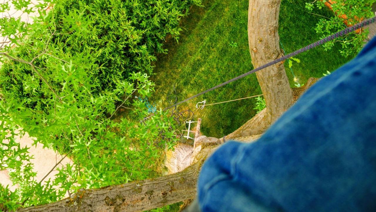 Blick aus einer Baumkrone nach unten auf eine Wiese. Im Bild ist ein Sicherungsseil zu sehen. Blick aus einer Baumkrone nach unten auf eine Wiese. Im Bild ist ein Sicherungsseil zu sehen.