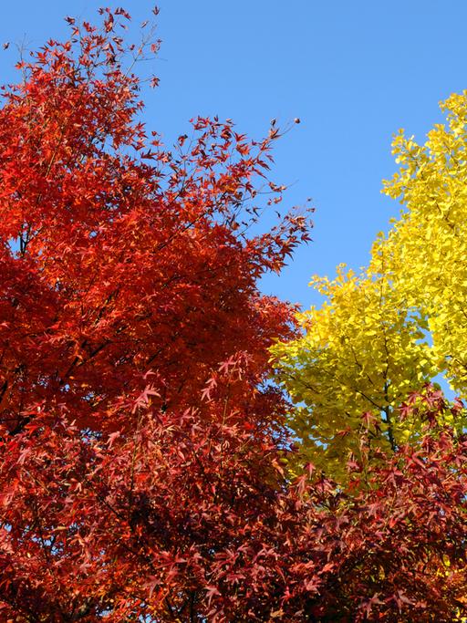 Ein Zierahornbaum mit feuerrotem Herbstlaub und ein Ginkobaum mit gelben Herbstlaub stehen in Düsseldorf im Japanischen Garten des EKO-Hauses - Haus der Japanischen Kultur