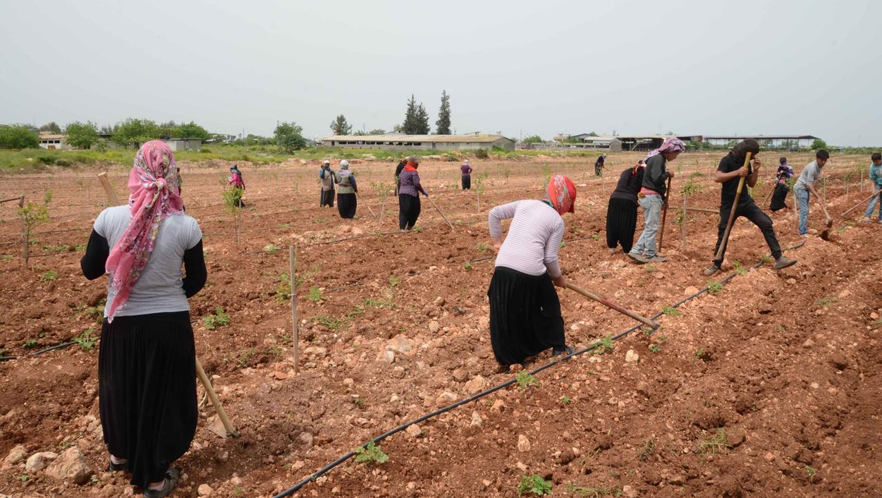 Syrische Erntehelfer nahe Adana. Die Behandlung ist gut, sagen sie, aber die Arbeit hart und der Lohn niedrig Syrische Erntehelfer nahe Adana. Die Behandlung ist gut, sagen sie, aber die Arbeit hart und der Lohn niedrig