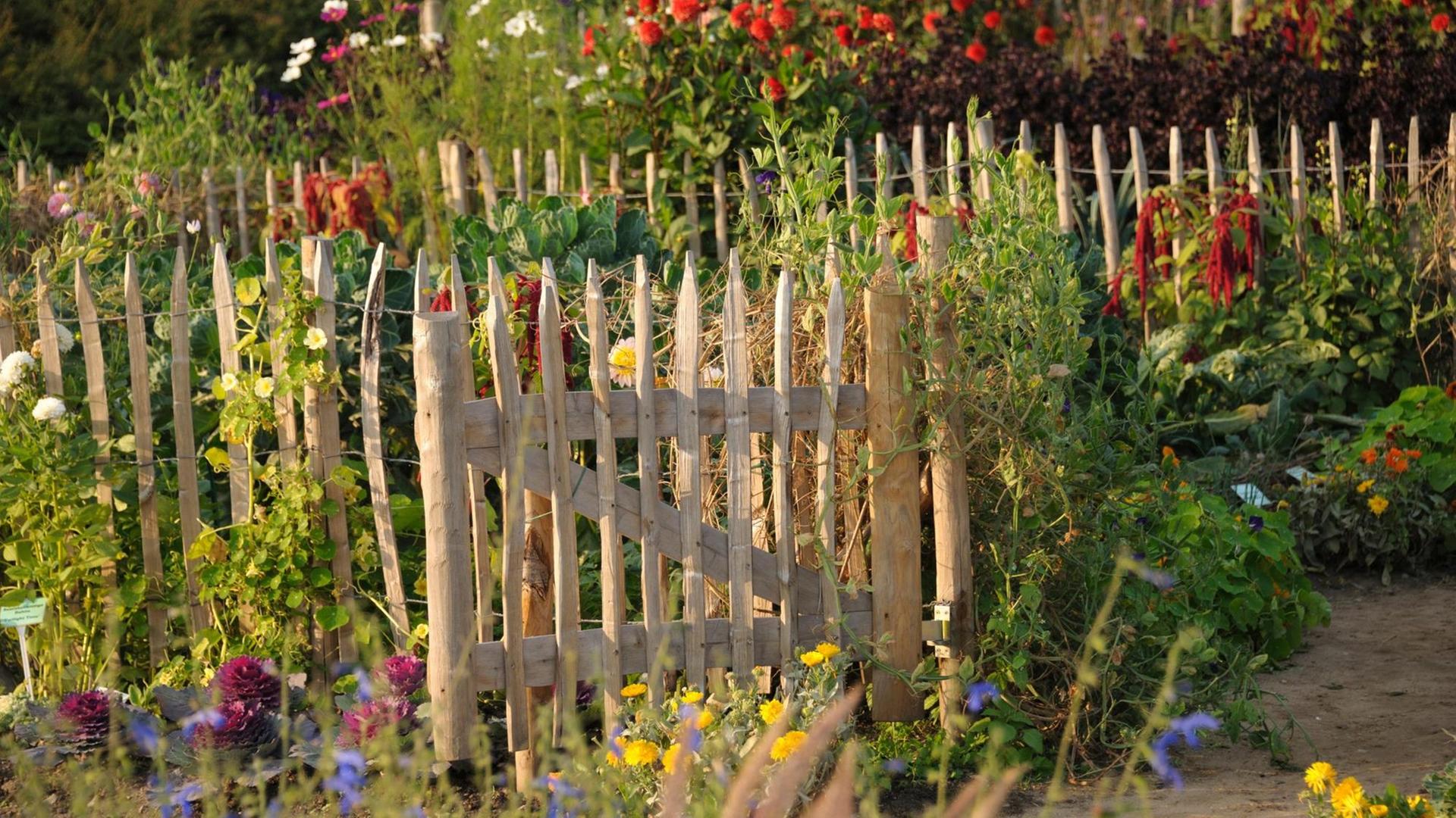 Das Foto zeigt den Wildwuchs in einem Bauerngarten mit vielen unterschiedlichen Blumen und Pflanzen. Das Foto zeigt den Wildwuchs in einem Bauerngarten mit vielen unterschiedlichen Blumen und Pflanzen.